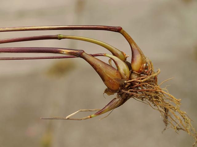 Arrhenatherum elatius var bulbosum False Oat Grass or Onion Couch Grass Images